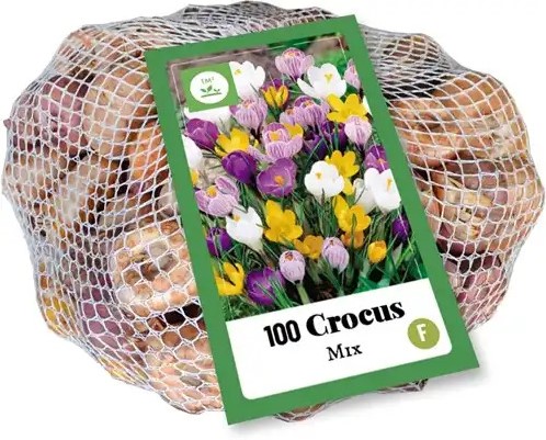 Crocus Large Flowering Mix - Crocus (XL-Pack)-3