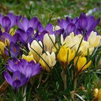 Crocus Large Flowering Mix - Crocus (XL-Pack)-2