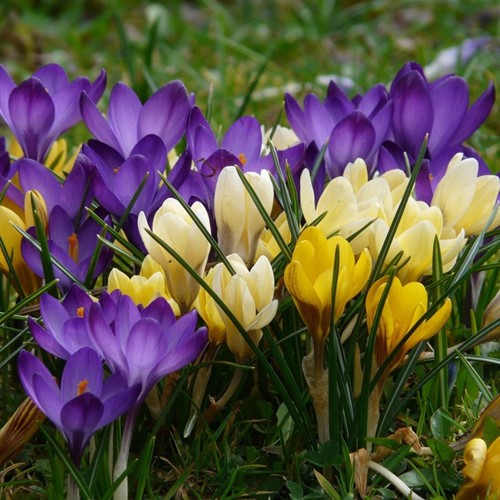 Crocus Large Flowering Mix - Crocus (XL-Pack)-2