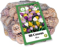 Crocus Large Flowering Mix - Crocus (XL-Pack)