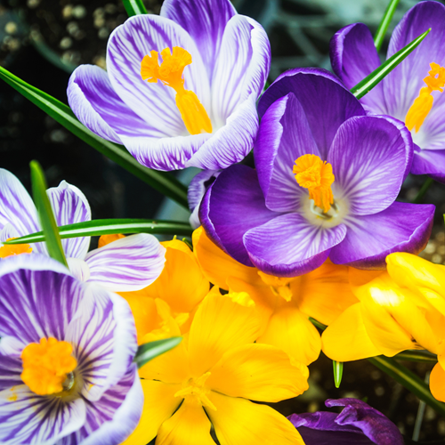 Crocus Large Flowering Mix - Crocus (Large Pack)