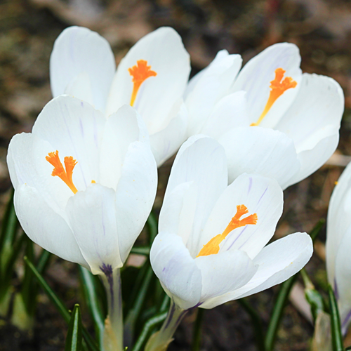 Crocus Jeanne d'Arc - Joan of Arc (Large Pack)