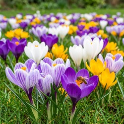 Crocus Large Flowering Mix - Crocus (XL-Pack)
