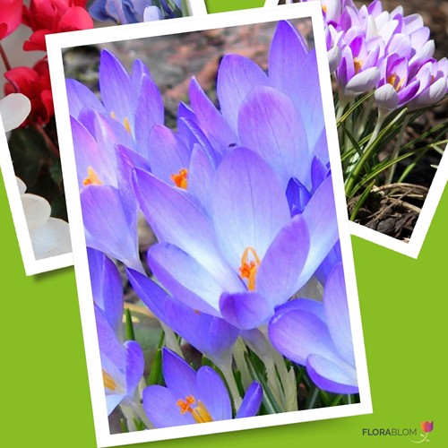 Crocus Ruby Giant - Crocus tommasinianus