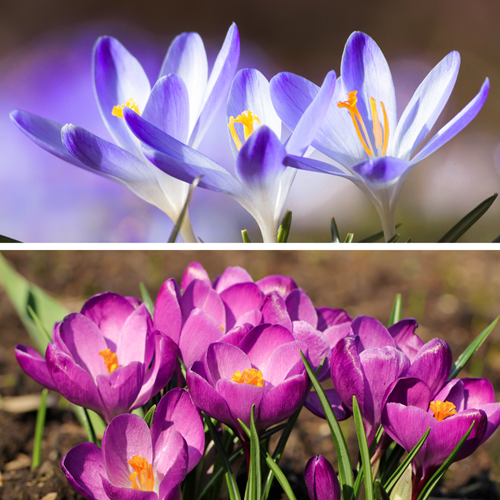 Crocus Tommasinianus Blue Pearl & Roseus
