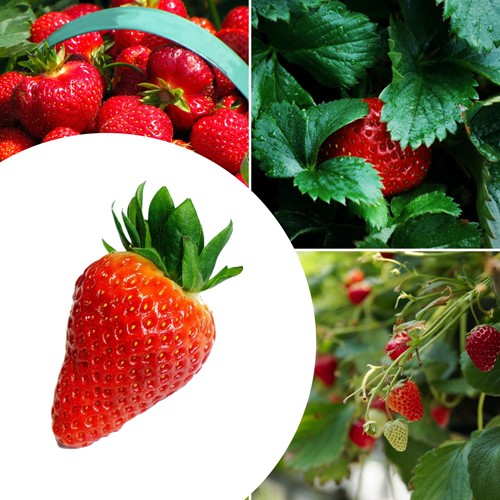 20x Strawberry plants Lambada - Fragaria