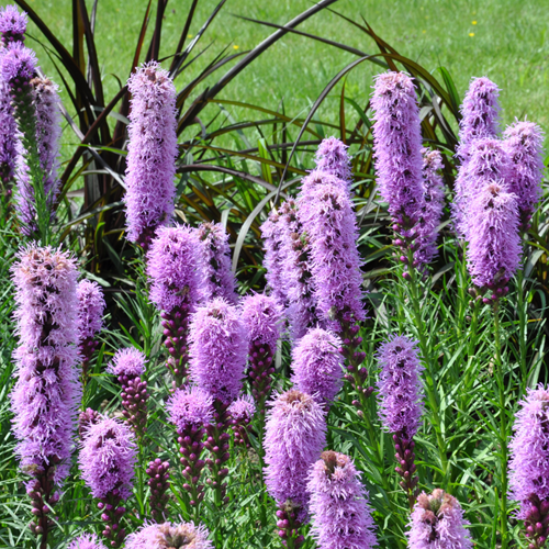 Liatris Spicata - Gay Feather
