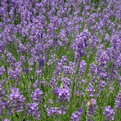 Lavender Munstead - Lavandula Angustifolia (Six-pack)