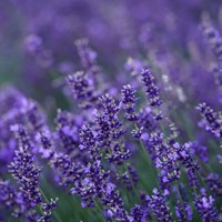 Lavendel - Lavandula-2