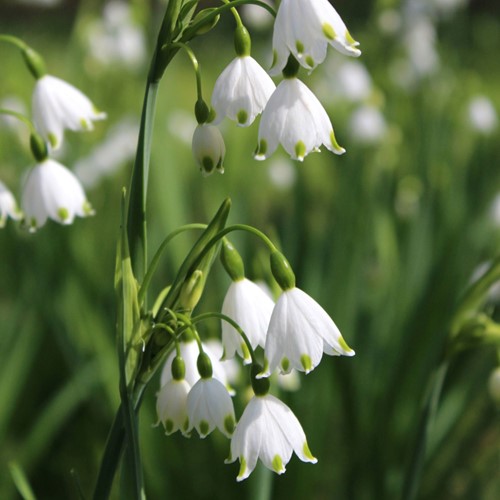 Leucojum Gravity Giant - Summer snowflake