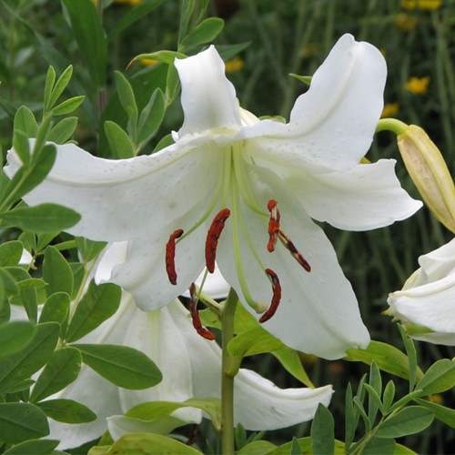 Lilium Oriental White