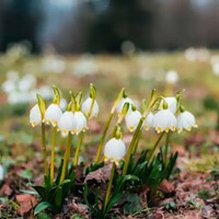 Leucojum aestivum - Summer snowflake