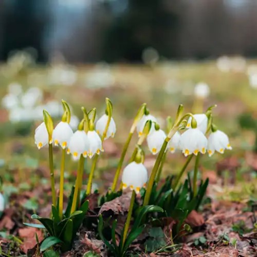 Leucojum aestivum - Summer snowflake