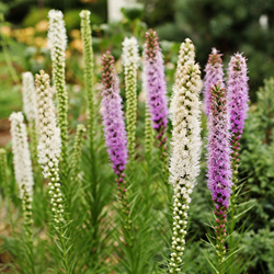Liatris Blue & White - Gay Feather