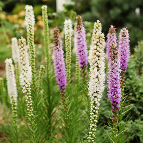 Liatris Blue & White - Gay Feather