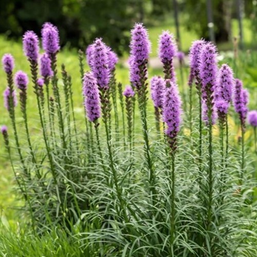 Liatris spicata Kobold - Dense Blazing Star