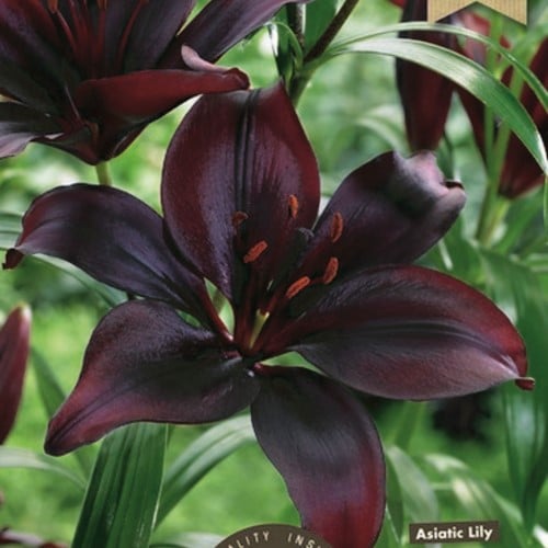 Lilium Asiaticus Black