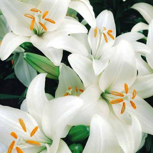 Lilium Candidum - Madonna Lily