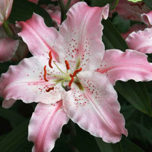 Lilium Virtuoso - Lily