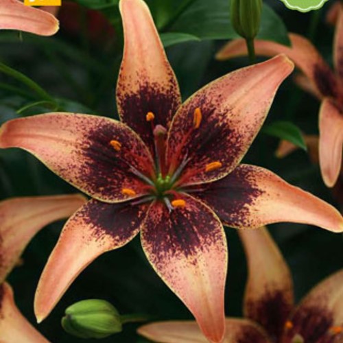 Lilium Whistler - Lily