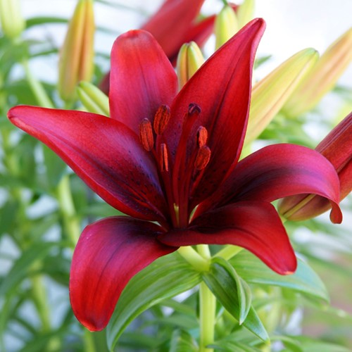 Lilium Red County - Asiatic Lilies Red