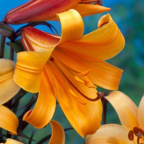 Lily Mistery African Queen - Lilium trumpet
