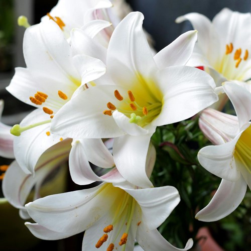 Madonna Lily