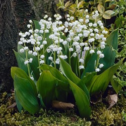 Convallaria White- Lily of the Valley (Six-pack)
