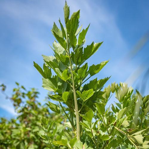 Lovage, Lavas -Levisticum (Container plant) 