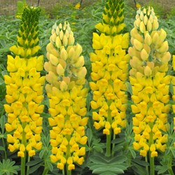 Lupin Gallery Yellow - Lupinus
