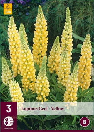 Lupinus Yellow - Lupin