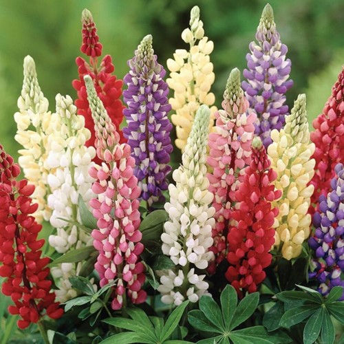Lupine Minarette - Lupinus
