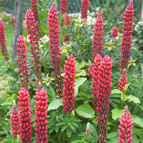 Lupin Red - Lupinus