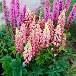 Lupine roze Gallery Pink - Lupinus