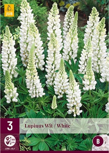 Lupin White