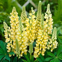 Lupinus Geel - Lupine