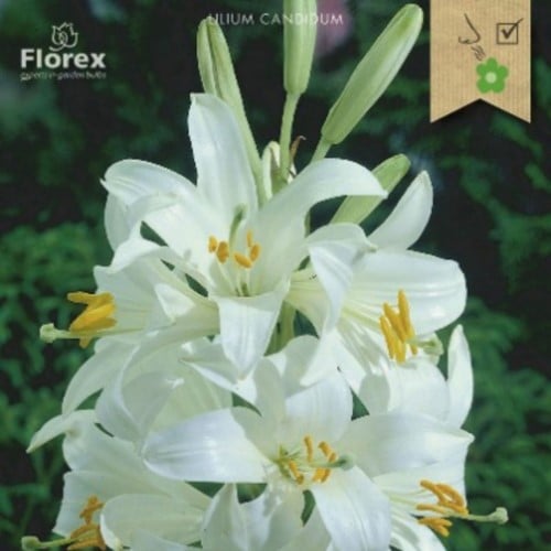 Lilium Candidum - Madonna Lily