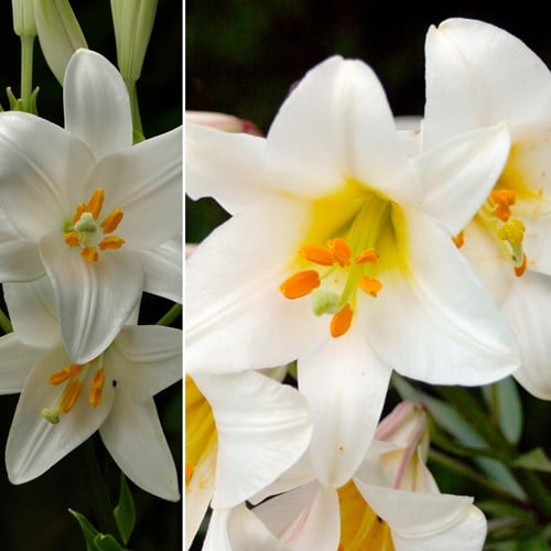 Madonna Lily