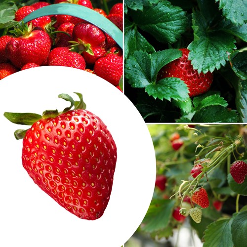 20x Strawberry plants Mara des Bois - Fragaria