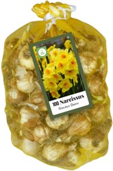 Multifloral Daffodils Golden Dawn (XL-Pack)