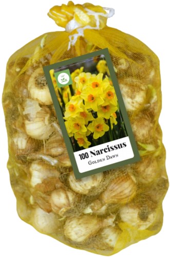 Multifloral Daffodils Golden Dawn (XL-Pack)