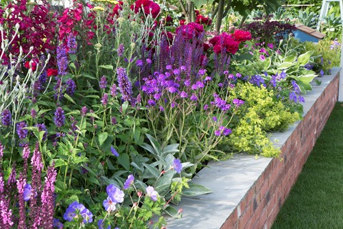 Tuinborder Lang Bloeiende Border Modeste Herwig