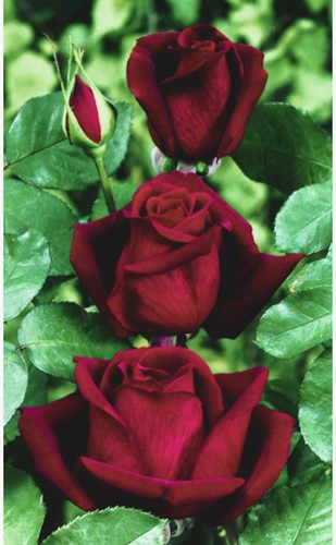 Rosa Mister Lincoln - Rose