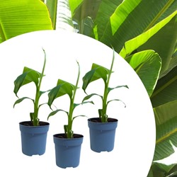 Musa Basjoo - Japanese fiber banana (Three-pack)