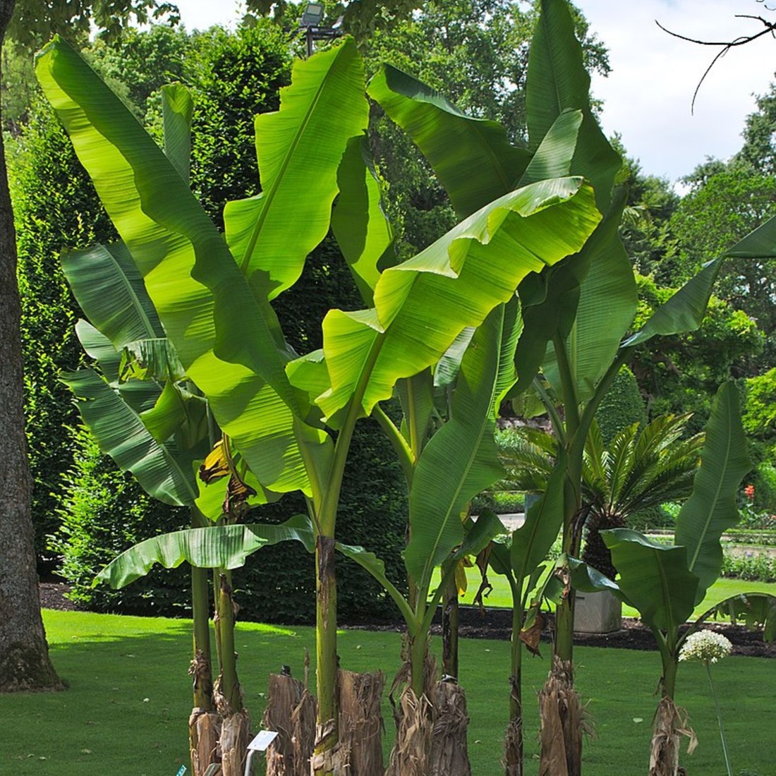 Want To Buy Musa Basjoo Japanese Fiber Banana Fast Delivery And Want To Buy Musa Basjoo Japanese Fiber Banana Fast Delivery And
