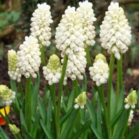 Muscari Botryoides Album - Grape Hyacinth