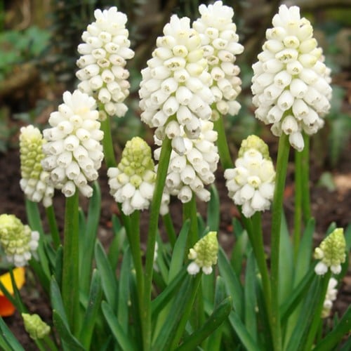 Muscari Botryoides Album - Grape Hyacinth