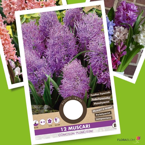 Muscari comosum Plumosum - Feather Hyacinth
