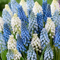 Muscari Mix - Grape Hyacinth (Large Pack)