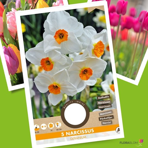 Daffodil Geranium